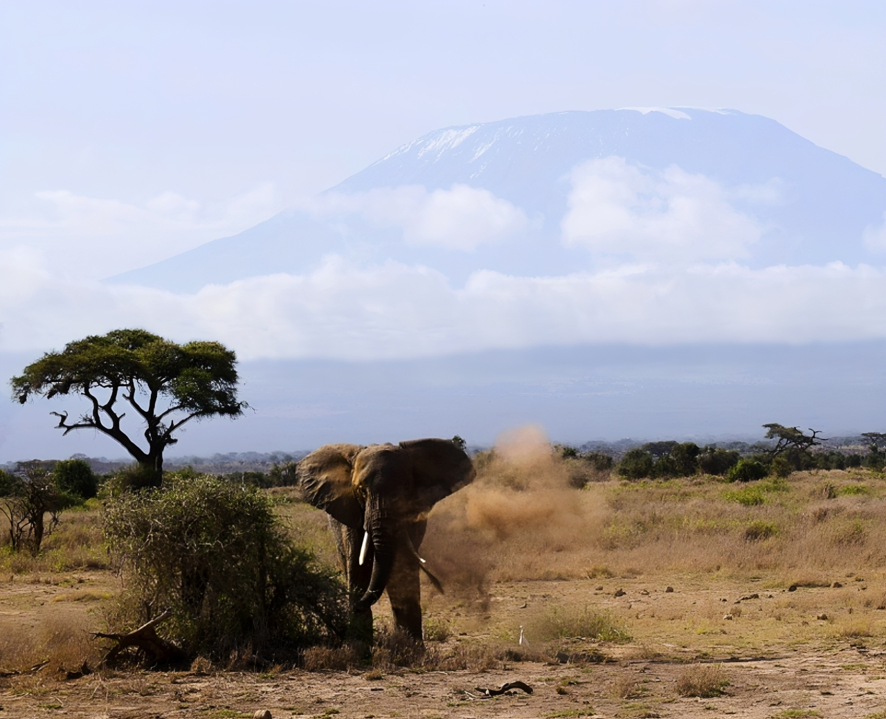 olifant met kilimanjaro 2