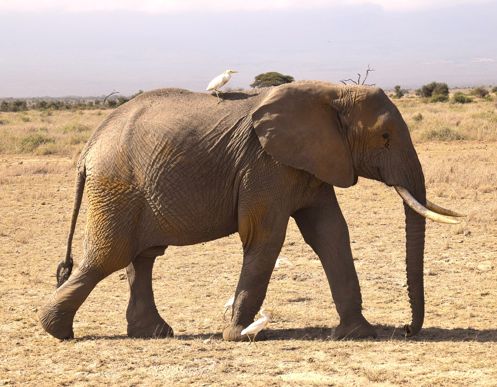 olifant met vogels closeup kleur