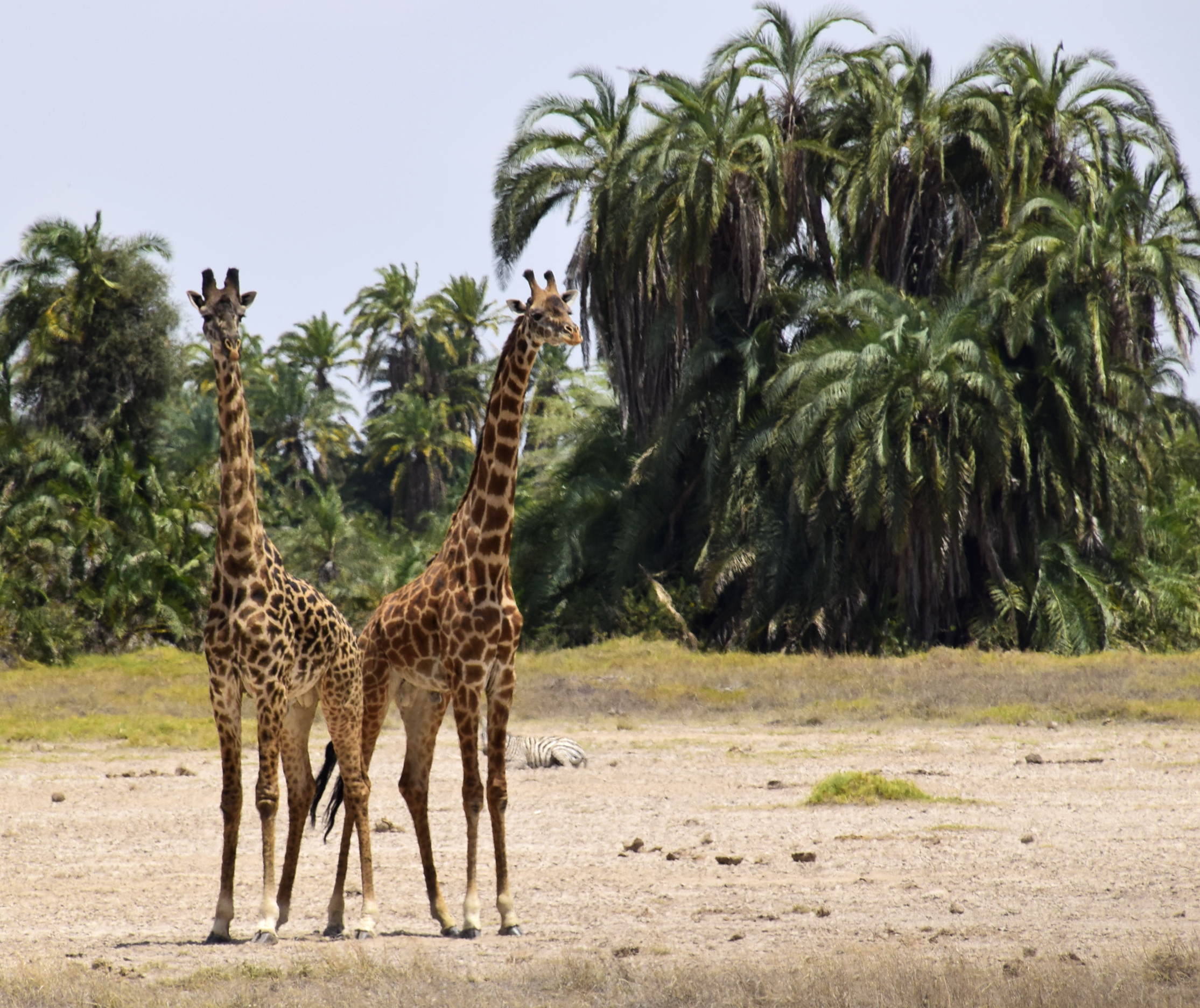 twee giraffen