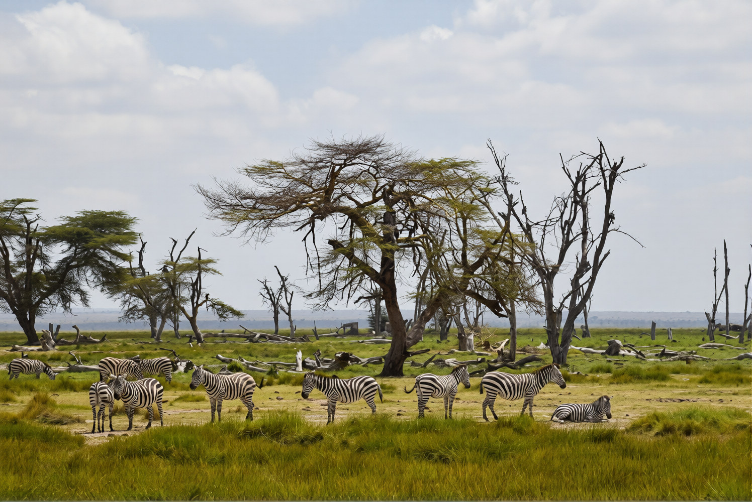 zebras met bomen