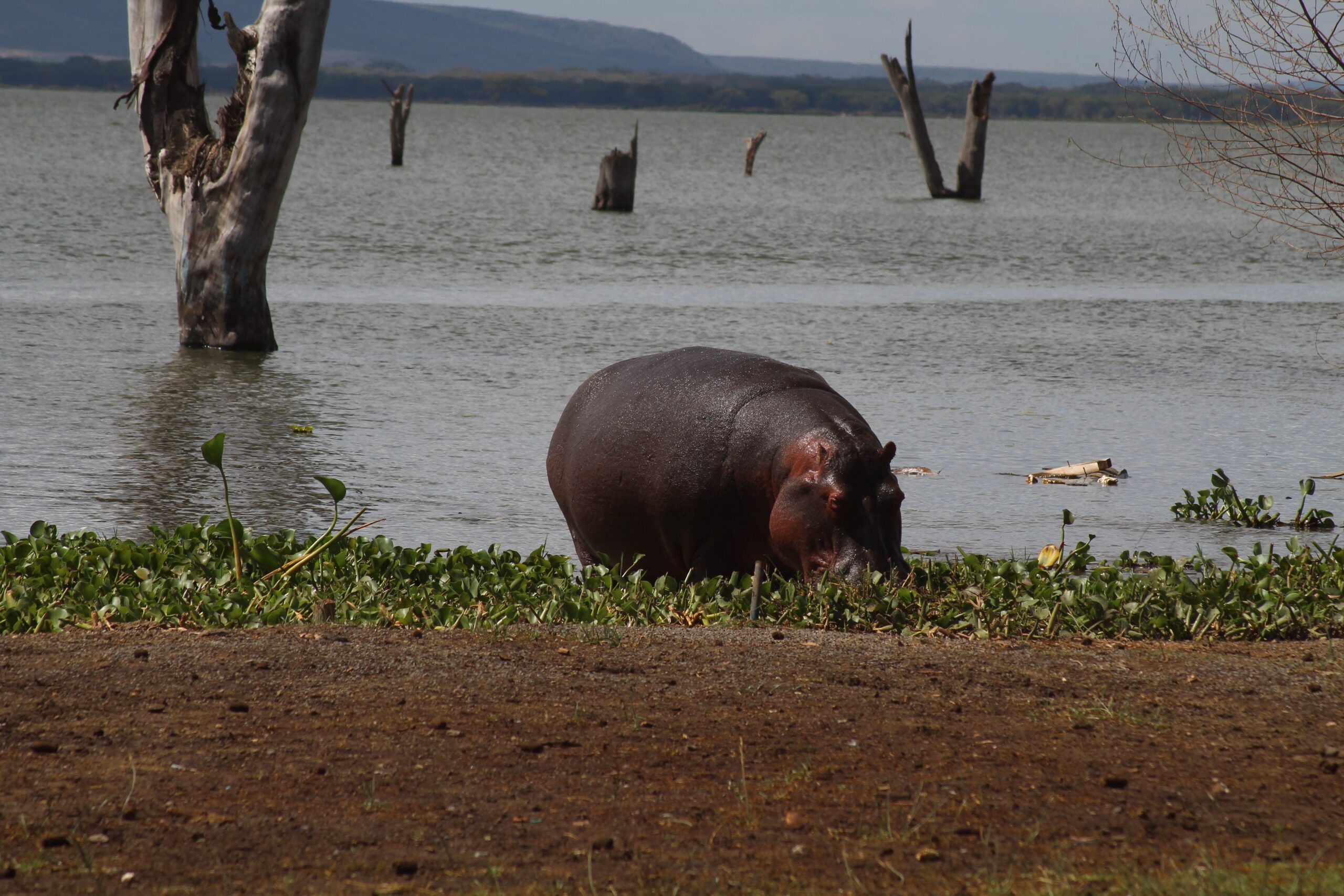 lake naivasha scaled.jpg